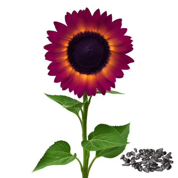 Purple Giant Sunflower Seeds Sun Flower Rare Plant Garden